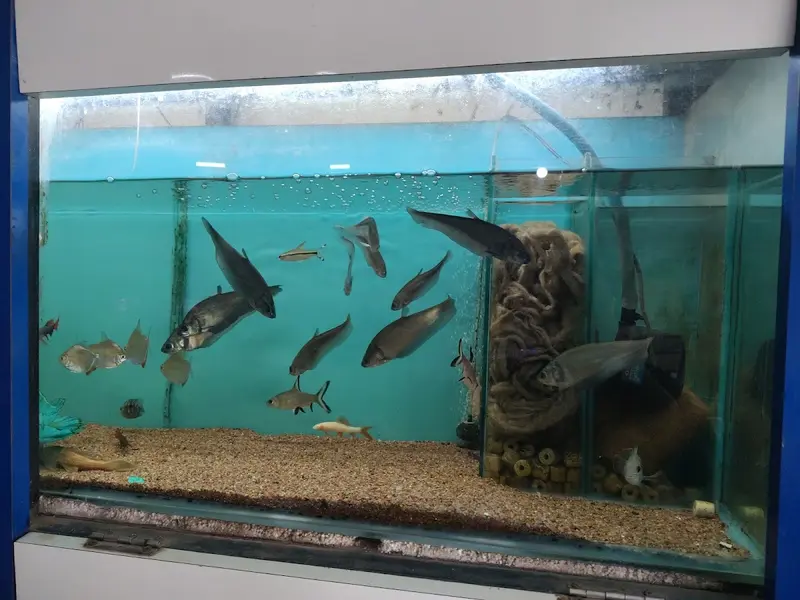 Pawan Fish Aquarium Centre And Pet Care, photo 2