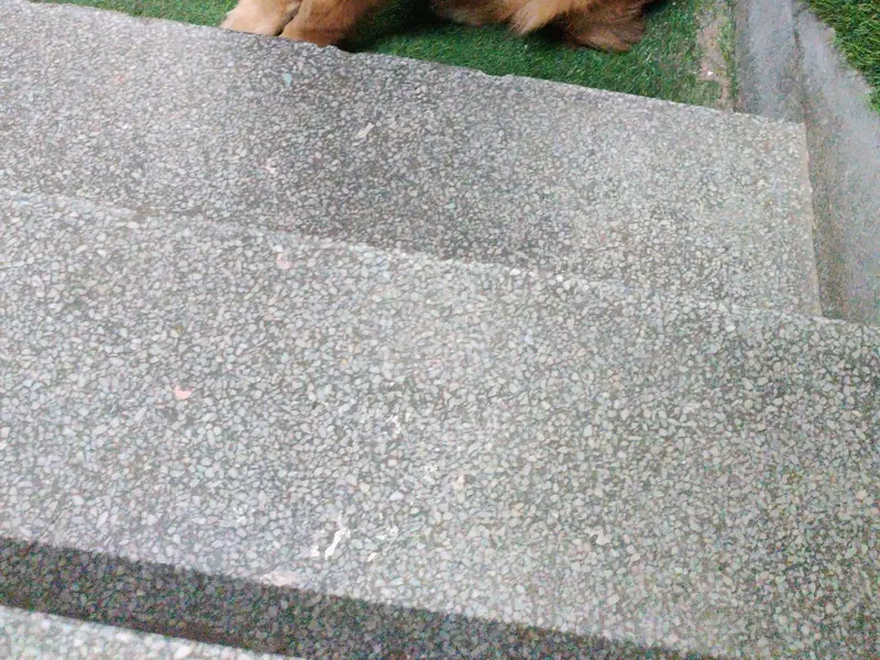 PN PET CARE CLINIC