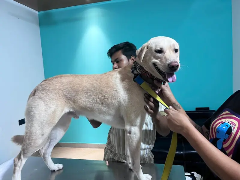 Dr Manoj Vet Care Pet Clinic, photo 3