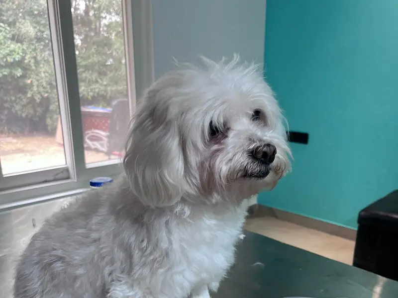 Dr Manoj Vet Care Pet Clinic, photo 4