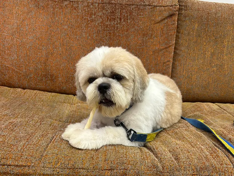 Pet's At Home, photo 2
