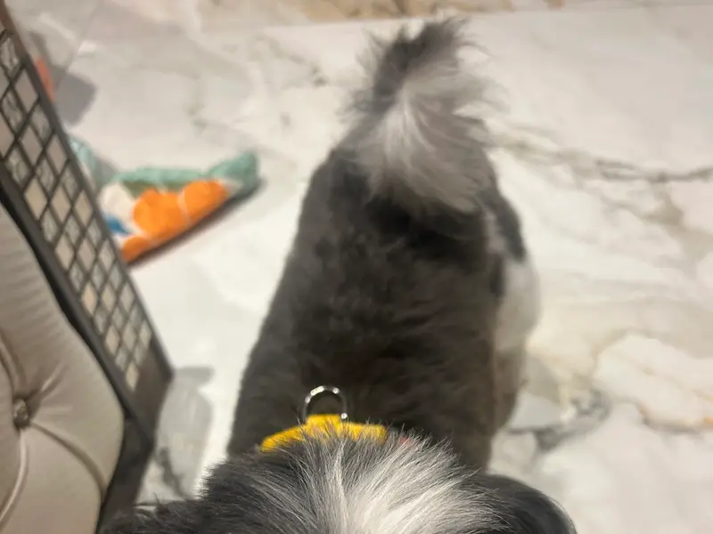 Pet's At Home, photo 5