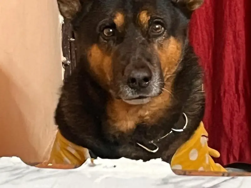 ARD PET HOSPITAL, photo 5