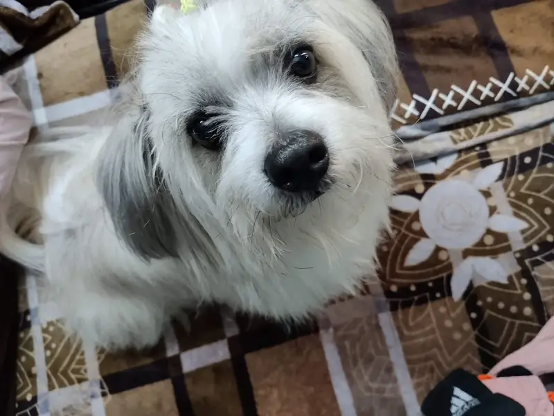 Dogs Innn, photo 3