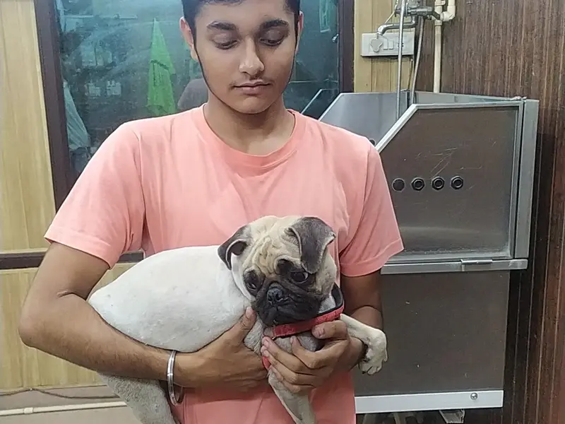 Dogs Innn, photo 5