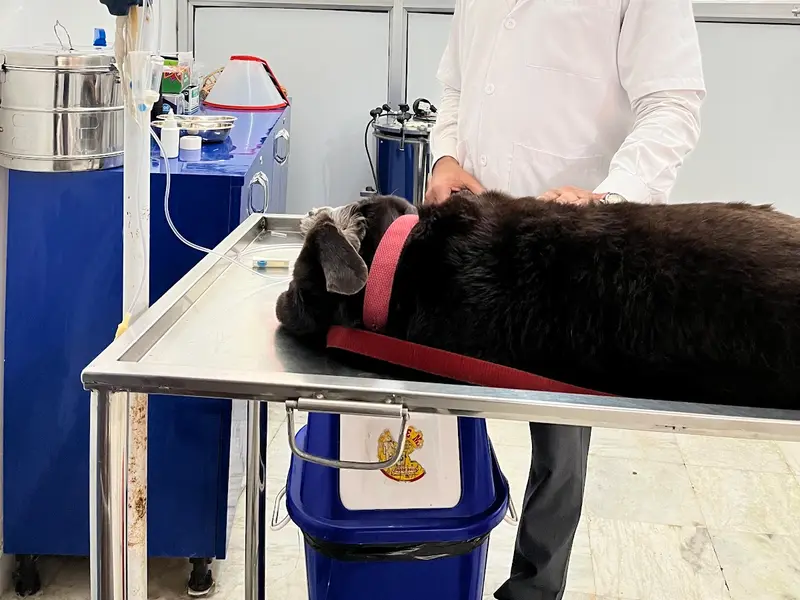 PRECISE PET CLINIC, photo 2