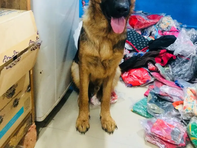 Star Pets | Grooming & Pet Shop, photo 4