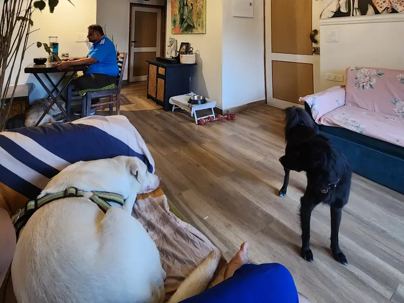 Toasty's Playhouse- Dog Home Boarding Services | Pet Boarding, photo 4