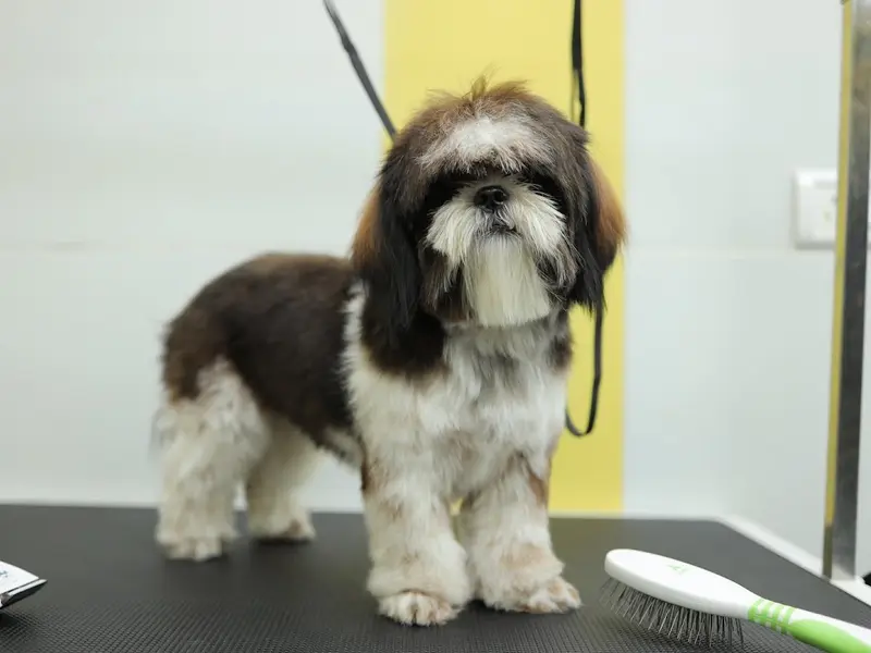 Zigly Pet Care - Vet Clinic, Pet Grooming & Pet Products | M3M Atrium, Gurugram, photo 4