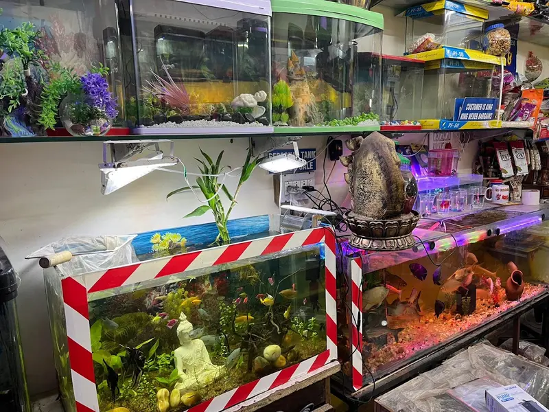 The fish hobby unique pet shop, photo 2