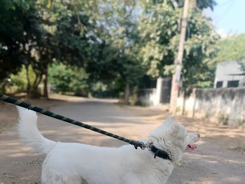 Academy of Canine, photo 2