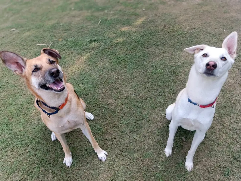Academy of Canine, photo 5