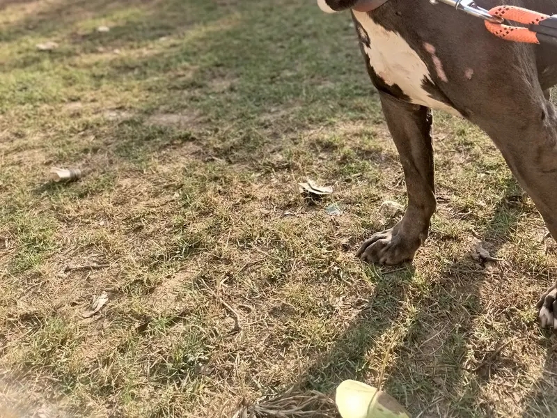 Academy of Canine