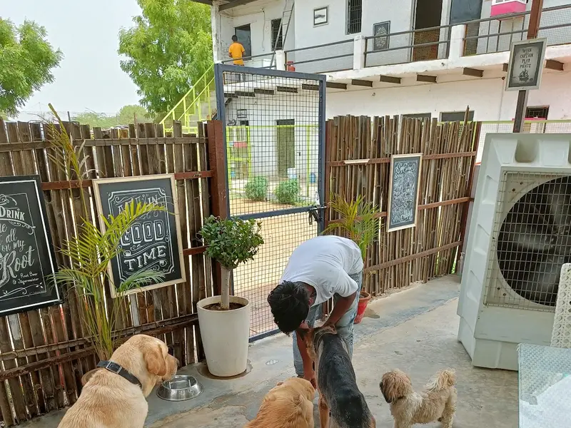 Fur Ball Story Pet Retreat