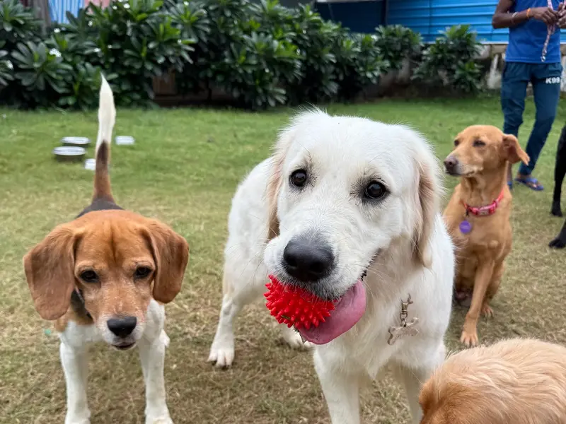 Pooch Pet Resort Gurgaon | Dog Boarding | Day Care | Dog Park, photo 3