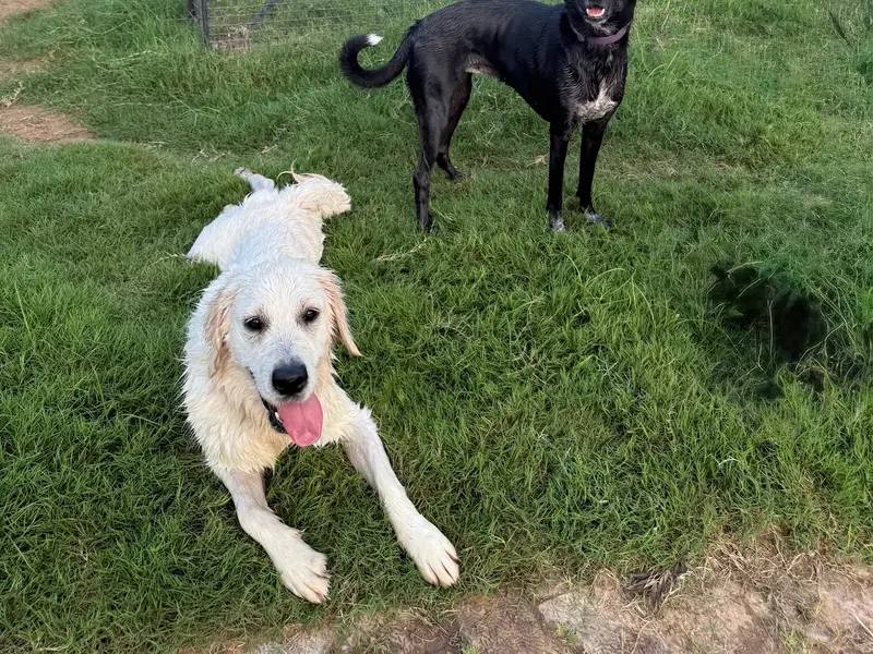 Pooch Pet Resort Gurgaon | Dog Boarding | Day Care | Dog Park, photo 4