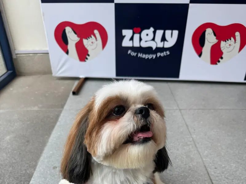 Zigly - Pet Hospital, Pet Grooming & Pet Products | AIPL, Sector-66, Gurgaon, photo 5