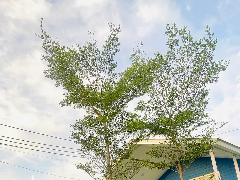 Aravali Kennel Zone - Dog Hostel, kennel & creche | Dog Cremation Gurugram | Pet Burial In Gurgaon, photo 2