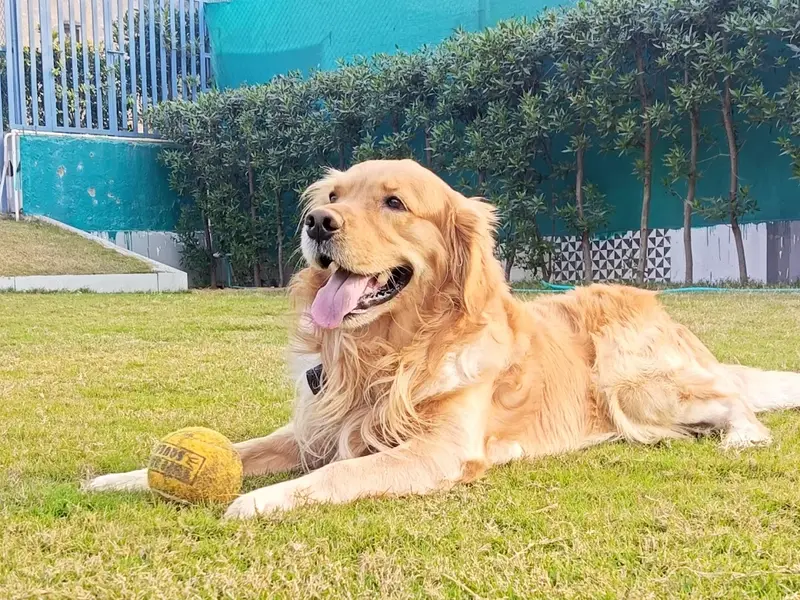 Aravali Kennel Zone - Dog Hostel, kennel & creche | Dog Cremation Gurugram | Pet Burial In Gurgaon, photo 3