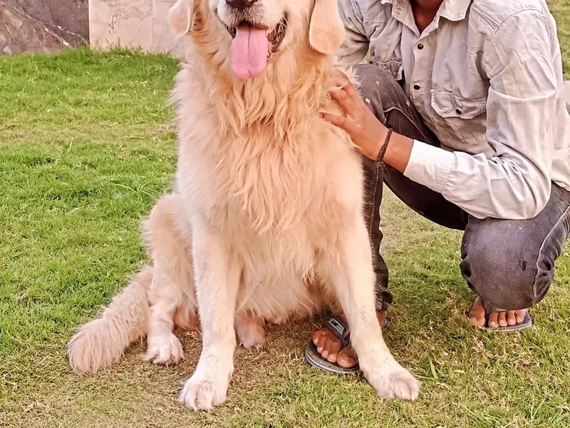 Aravali Kennel Zone - Dog Hostel, kennel & creche | Dog Cremation Gurugram | Pet Burial In Gurgaon, photo 4