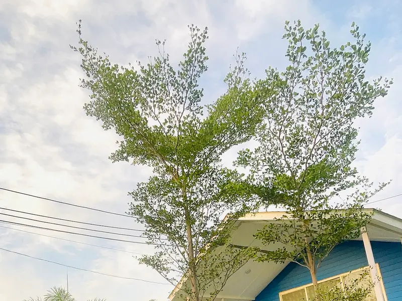 Aravali Kennel Zone - Dog Hostel, kennel & creche | Dog Cremation Gurugram | Pet Burial In Gurgaon, photo 5