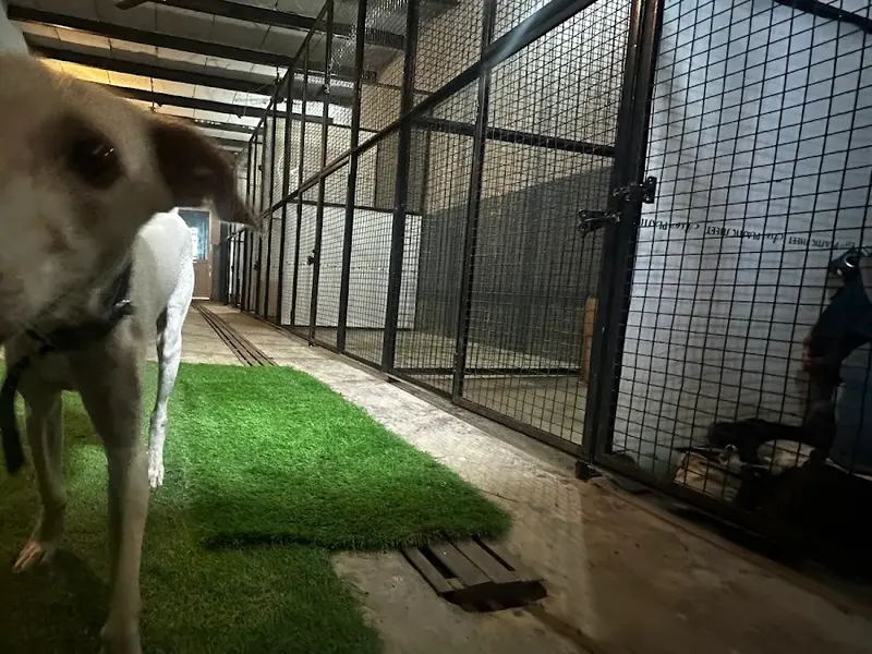 The cozy pet boarding, photo 5