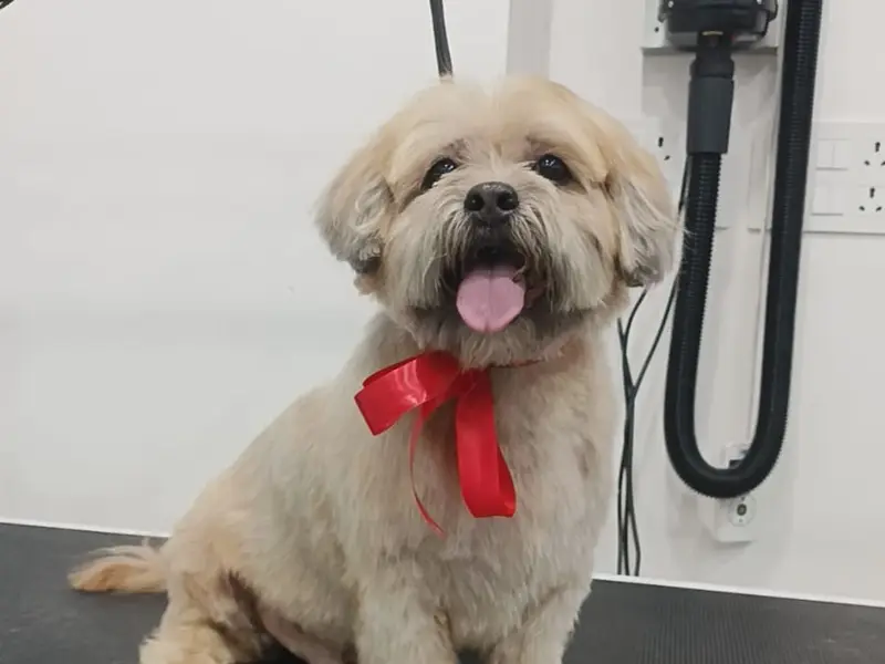 Petriever - Pet Clinic, Pet Grooming & Spa, Pet Store, photo 3