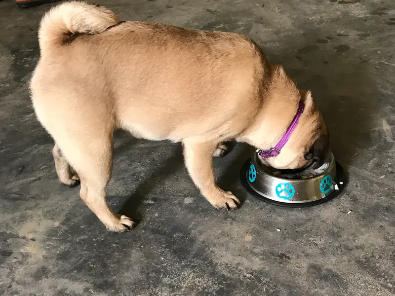 Rocks & Pebbles – Premium Dog Boarding, Daycare & Play School in Gurugram, photo 2