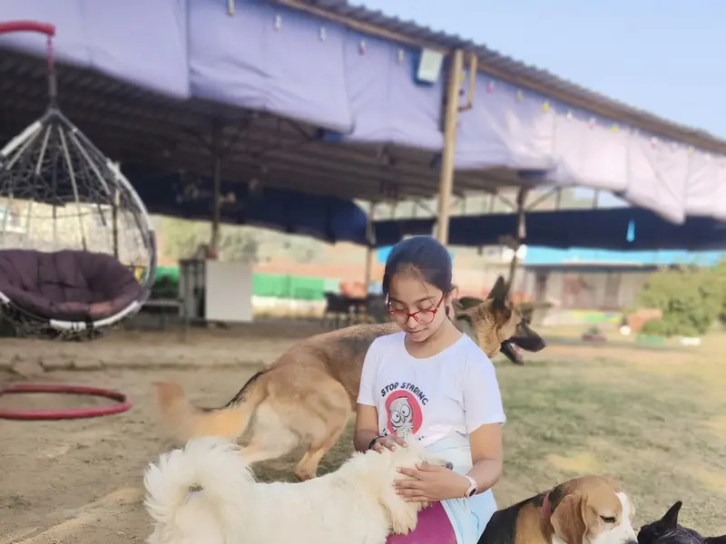 Rocks & Pebbles – Premium Dog Boarding, Daycare & Play School in Gurugram, photo 4