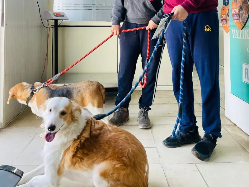 Vatika Pet Clinic & Surgery Centre, photo 5