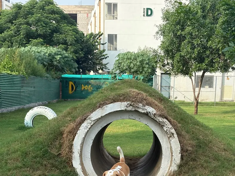 Doggos Heaven, photo 2