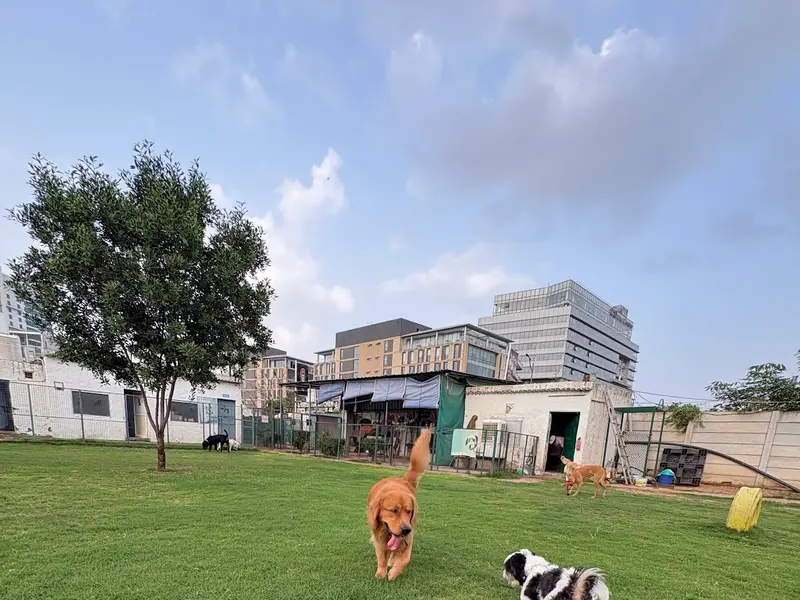 Doggos Heaven, photo 3