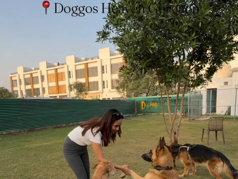 Doggos Heaven, photo 4