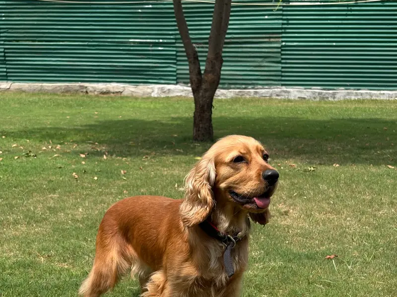 Doggos Heaven, photo 5