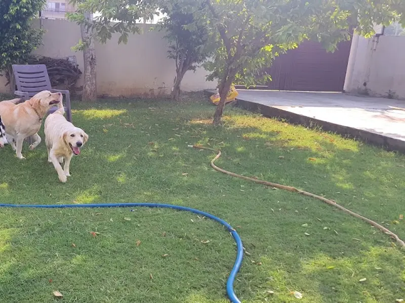 All day dogs training and boarding, photo 2