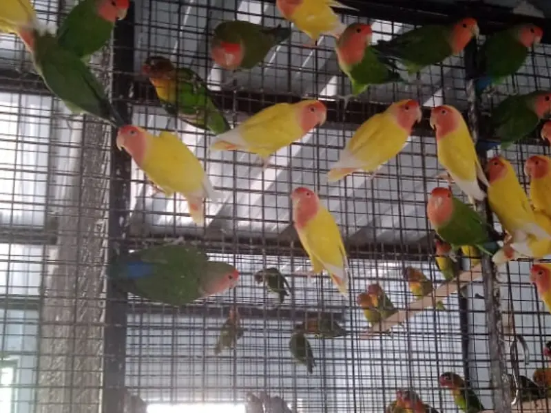 Nayeb Birds & Fishes Pets Merchant, photo 2