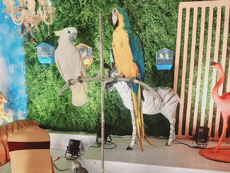 Nayeb Birds & Fishes Pets Merchant, photo 3
