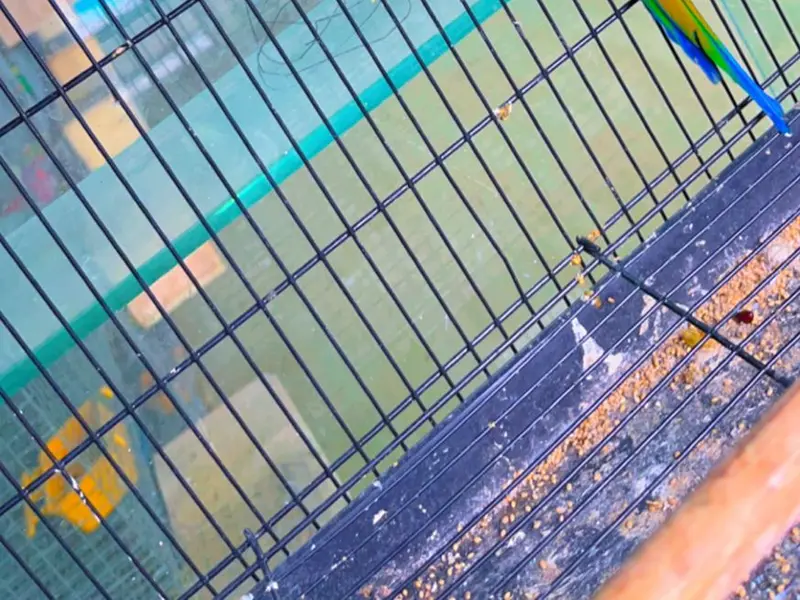 Nayeb Birds & Fishes Pets Merchant, photo 5