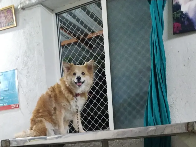 Dr. V. Hara Gopal pet clinic, photo 3