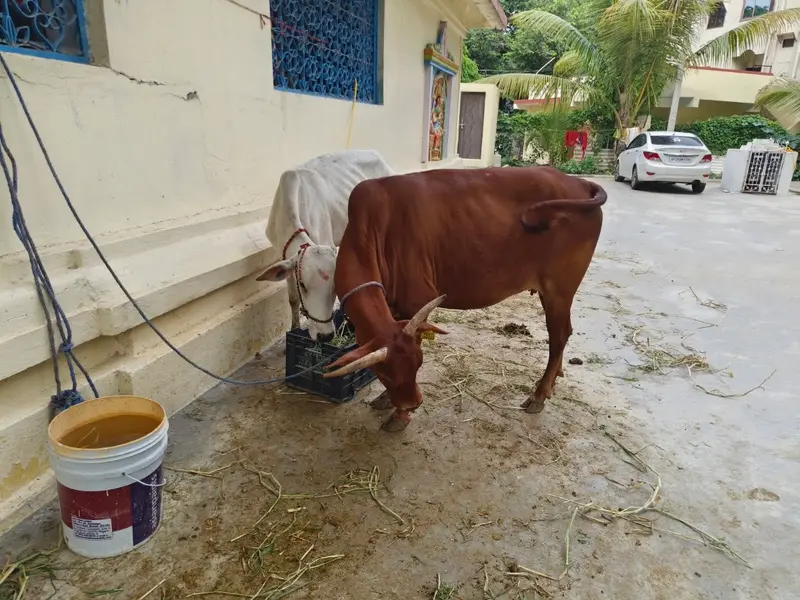Dr. V. Hara Gopal pet clinic, photo 5