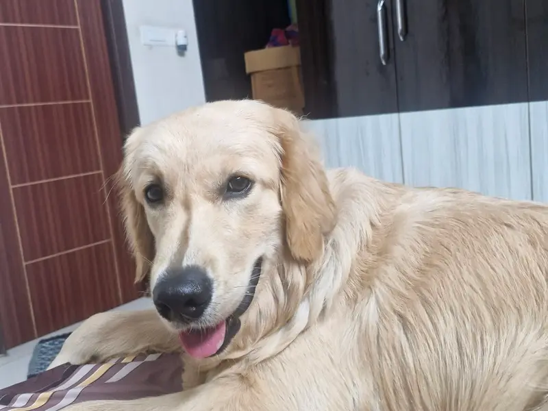 Sarameya Pet Home, photo 3