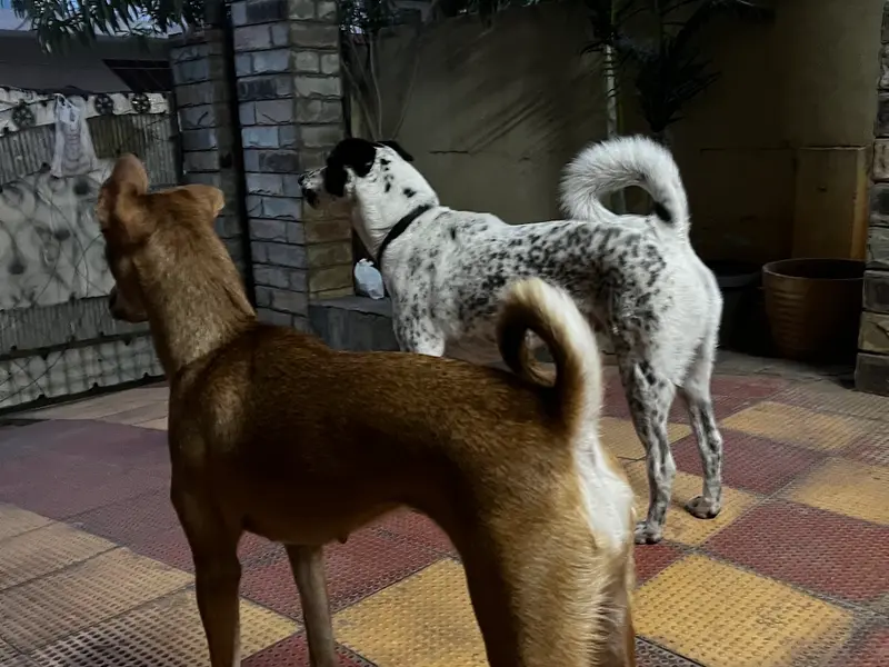 Sarameya Pet Home, photo 4