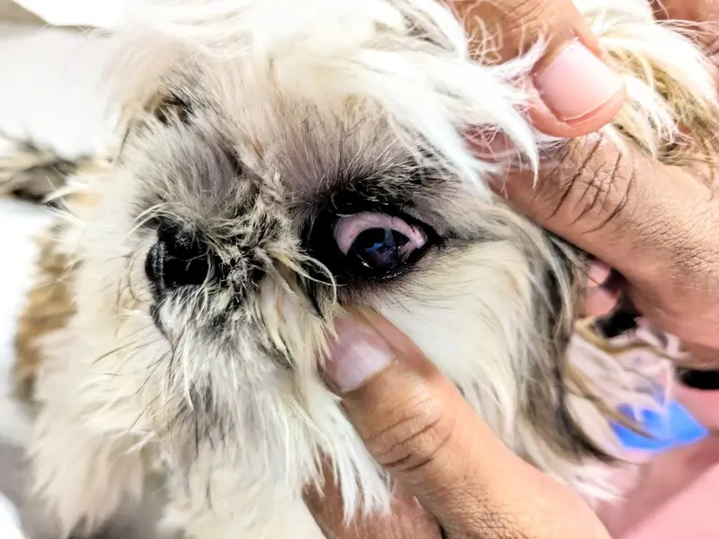 Petyaari Pet Clinic and Diagnostics, photo 3