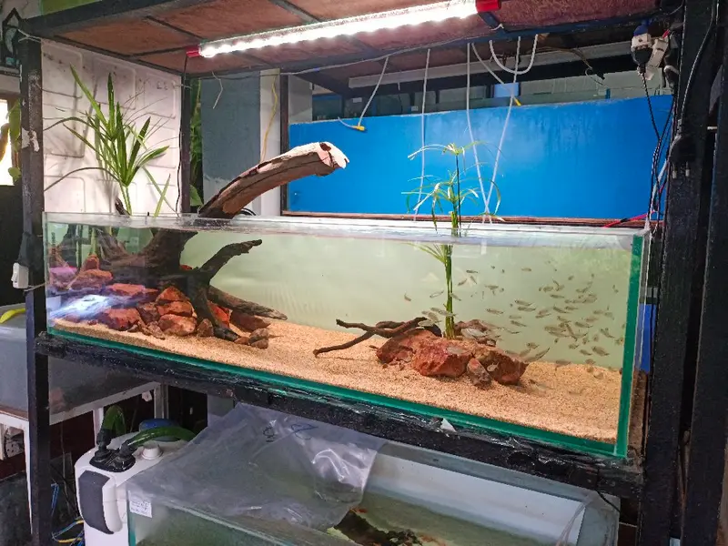 Ocean Blue Aquariums, photo 4