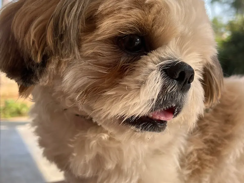 Scoopy Scrub & Pet Bites Bachupally - Pet Grooming Salon, Pet Food, Pet Shop, Pet Clinic, Pet Boarding, photo 2