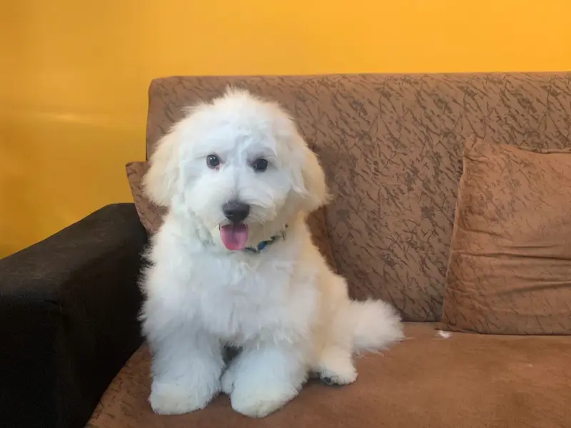 Scoopy Scrub & Pet Bites Bachupally - Pet Grooming Salon, Pet Food, Pet Shop, Pet Clinic, Pet Boarding, photo 4