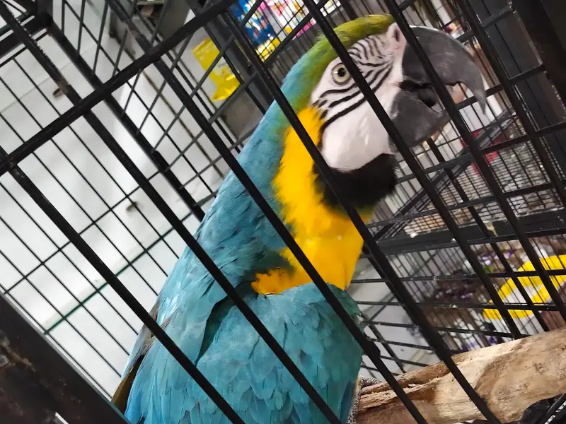 Ammu's Pets & Kennels, photo 5