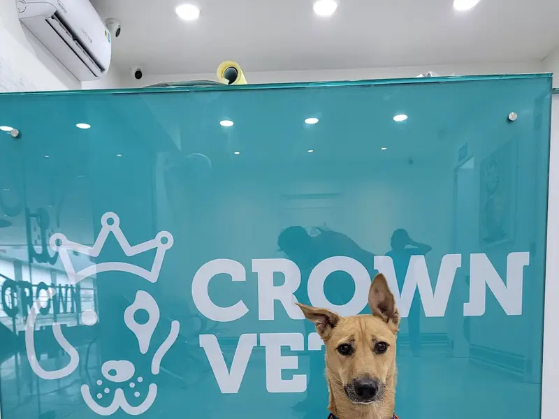 Crown Vet Banjara Hills, photo 3