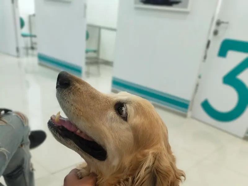 Crown Vet Banjara Hills, photo 4