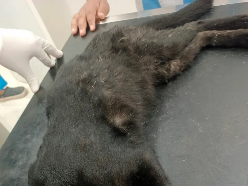 Crown Vet Banjara Hills, photo 5